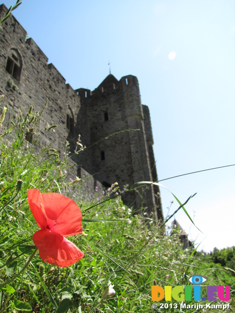 SX27943 Poppy at La Cite, Carcassonne